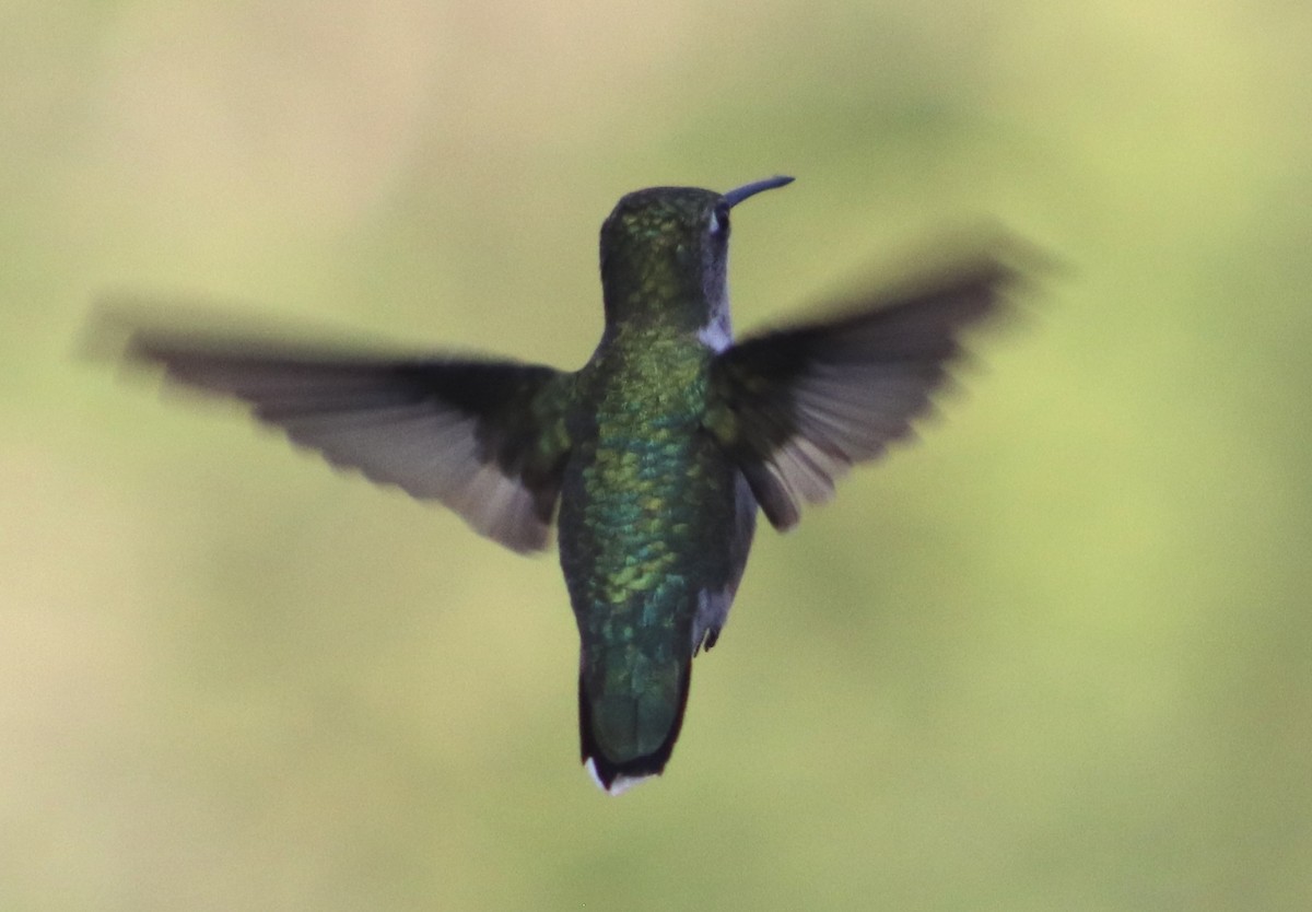 Ruby-throated Hummingbird - ML645866124