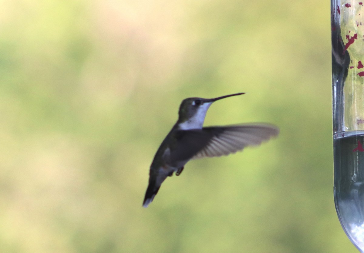 Ruby-throated Hummingbird - ML645866125