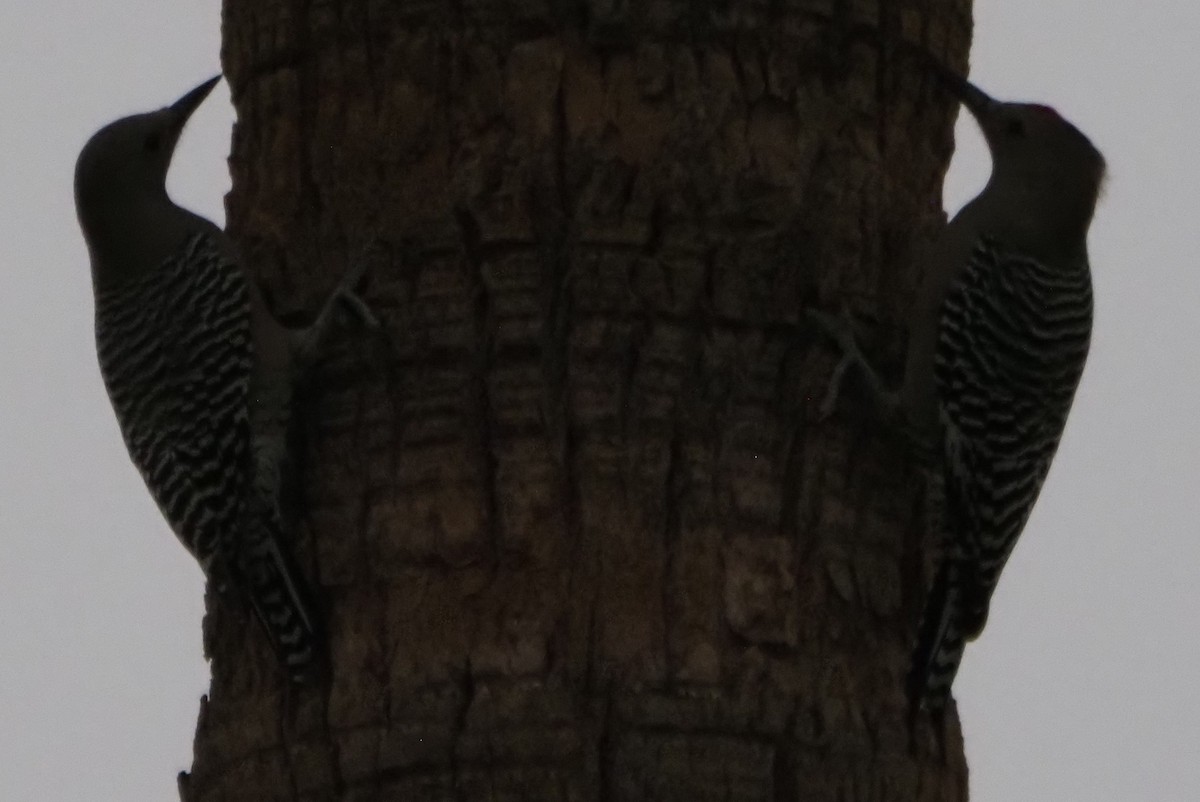 Gila Woodpecker - ML645866126