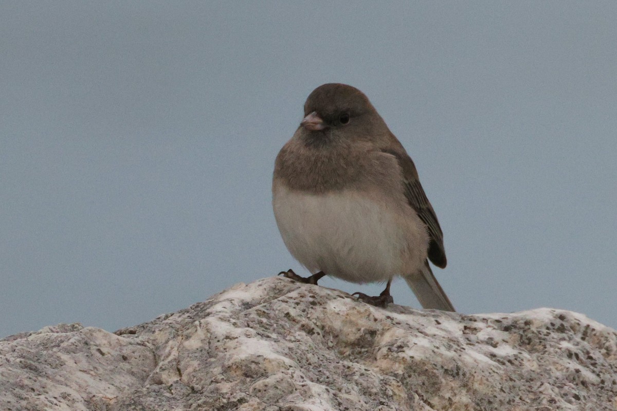 Dark-eyed Junco - ML645866127