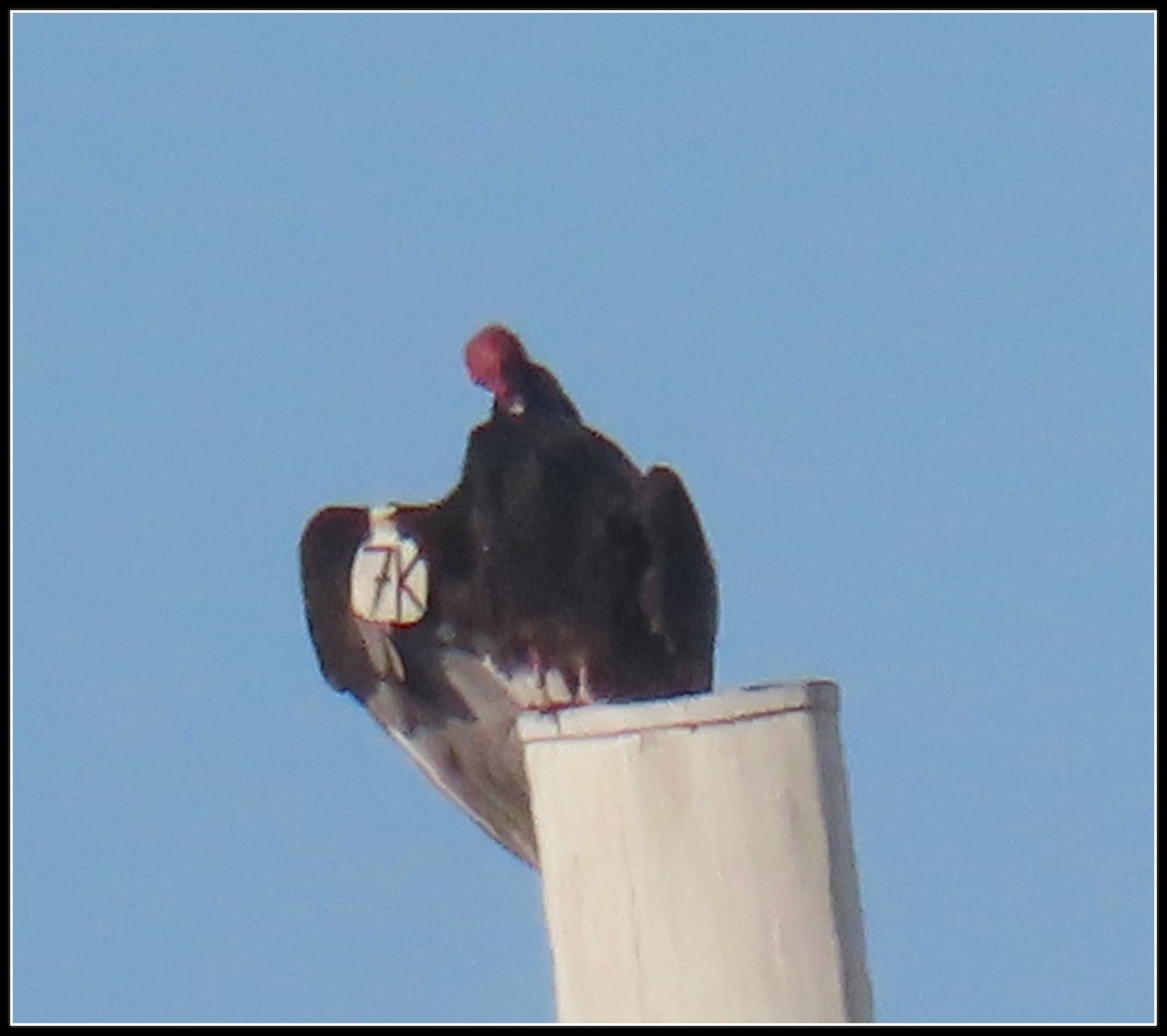 Turkey Vulture - ML645866130
