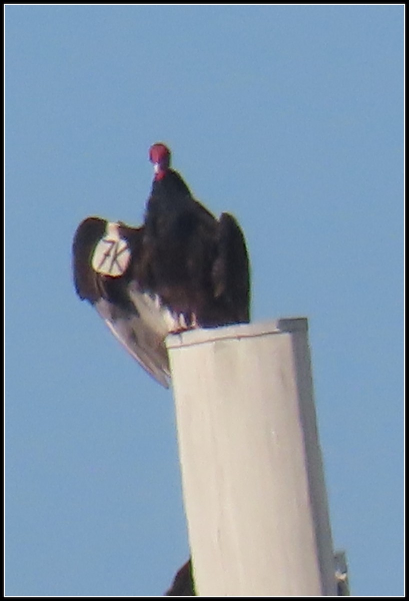 Turkey Vulture - ML645866132