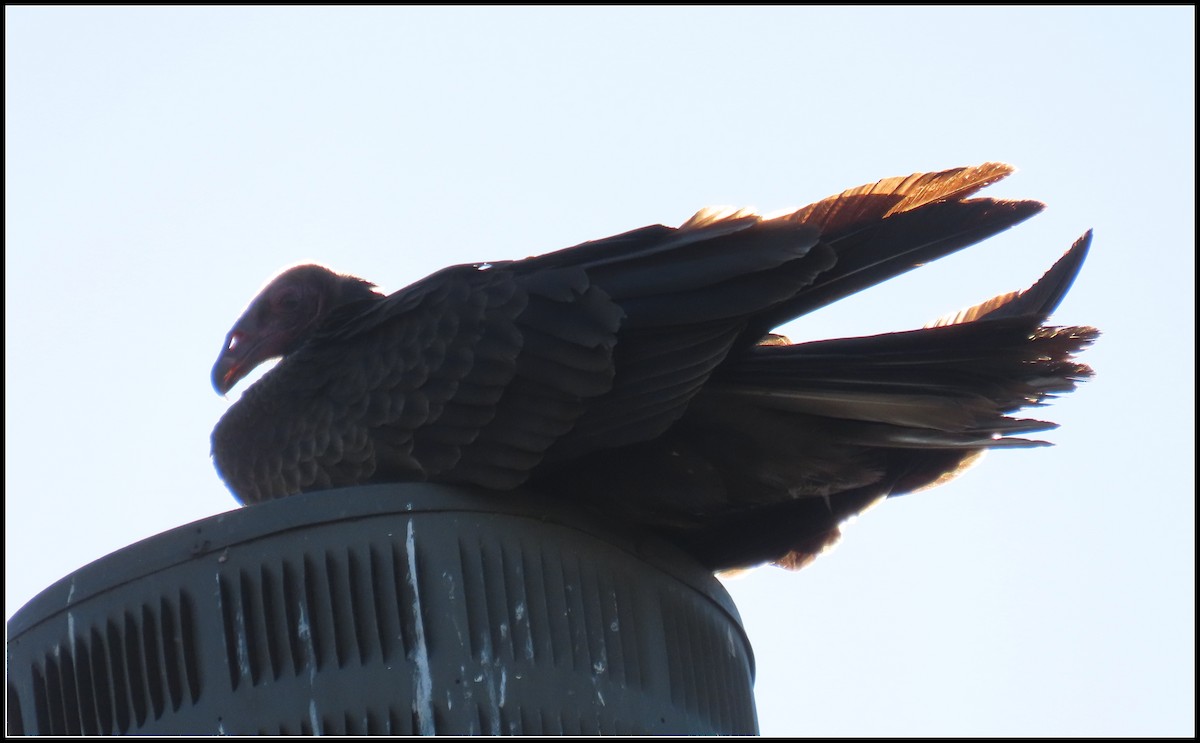 Turkey Vulture - ML645866133