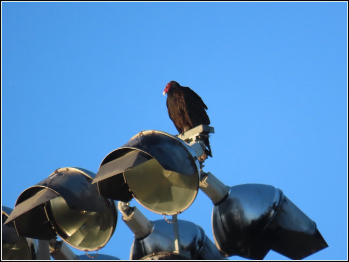 Turkey Vulture - ML645866134