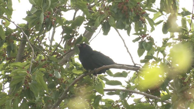 Pacific Koel (Australian) - ML645866136