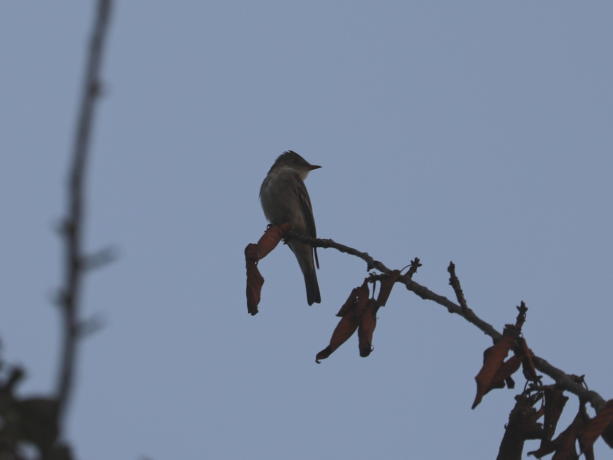 Eastern Wood-Pewee - ML645866141