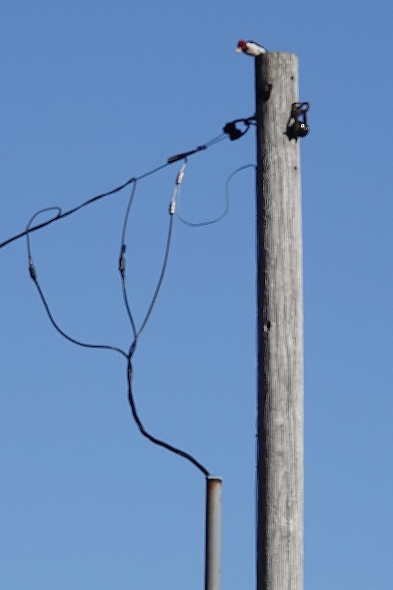 Red-headed Woodpecker - ML645866151