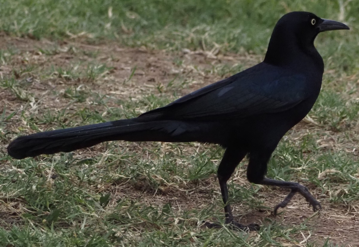 Great-tailed Grackle - ML645866160