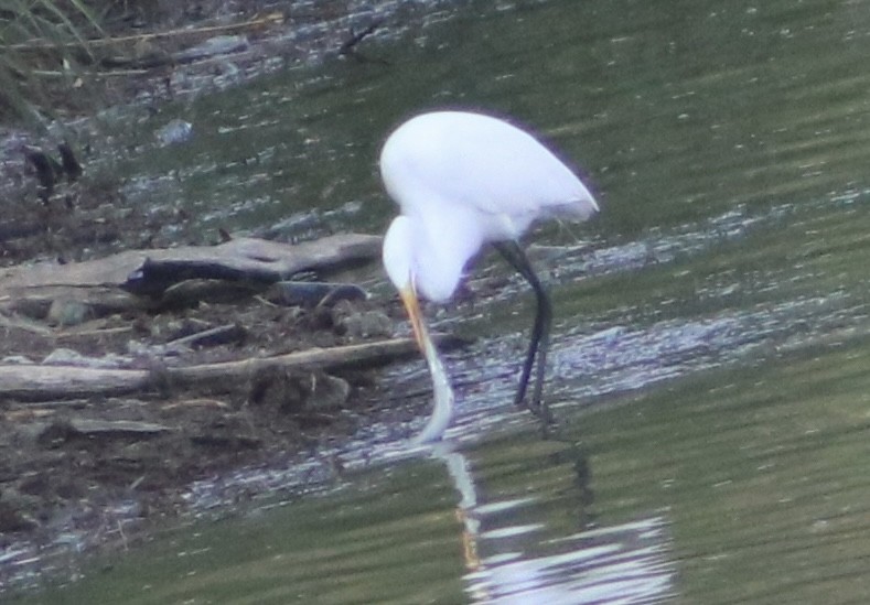 Garceta Grande - ML645866165