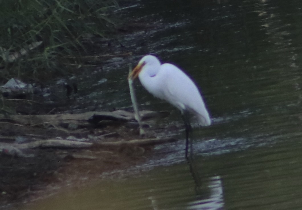 Garceta Grande - ML645866166