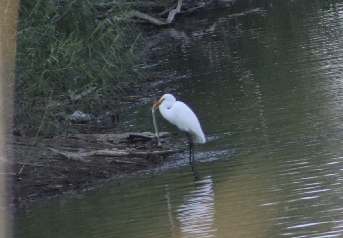 Garceta Grande - ML645866167