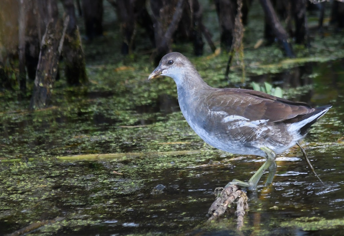 Common Gallinule - ML645866169