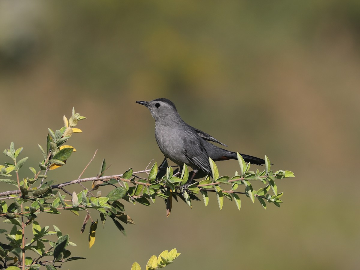Gray Catbird - ML645866170