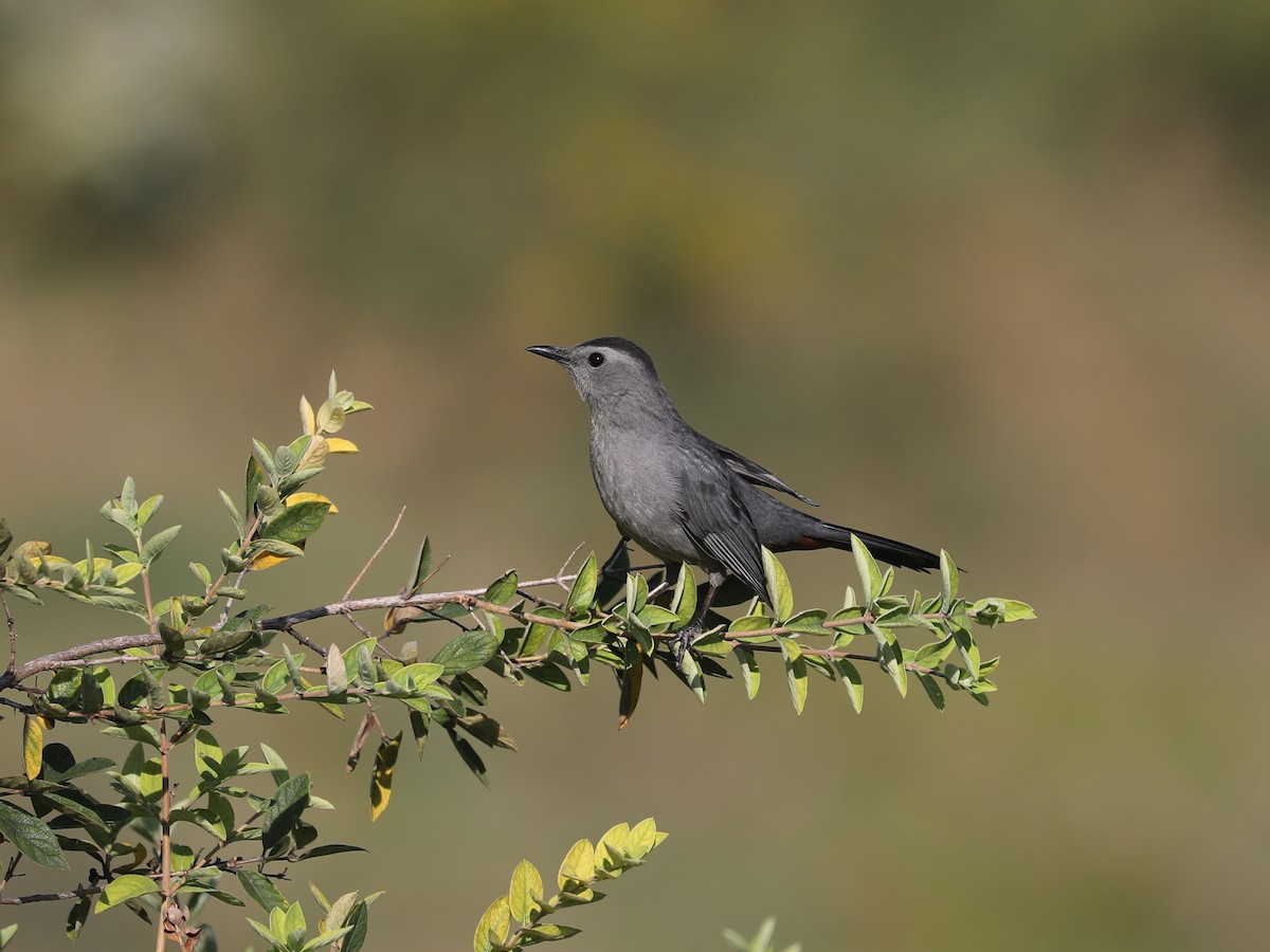 Gray Catbird - ML645866171