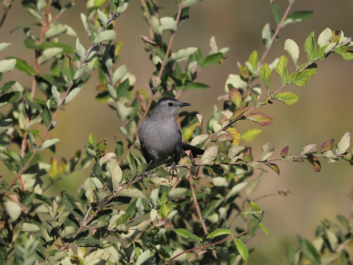 Gray Catbird - ML645866172