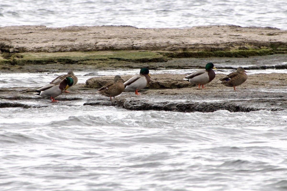 kachna divoká - ML645866173