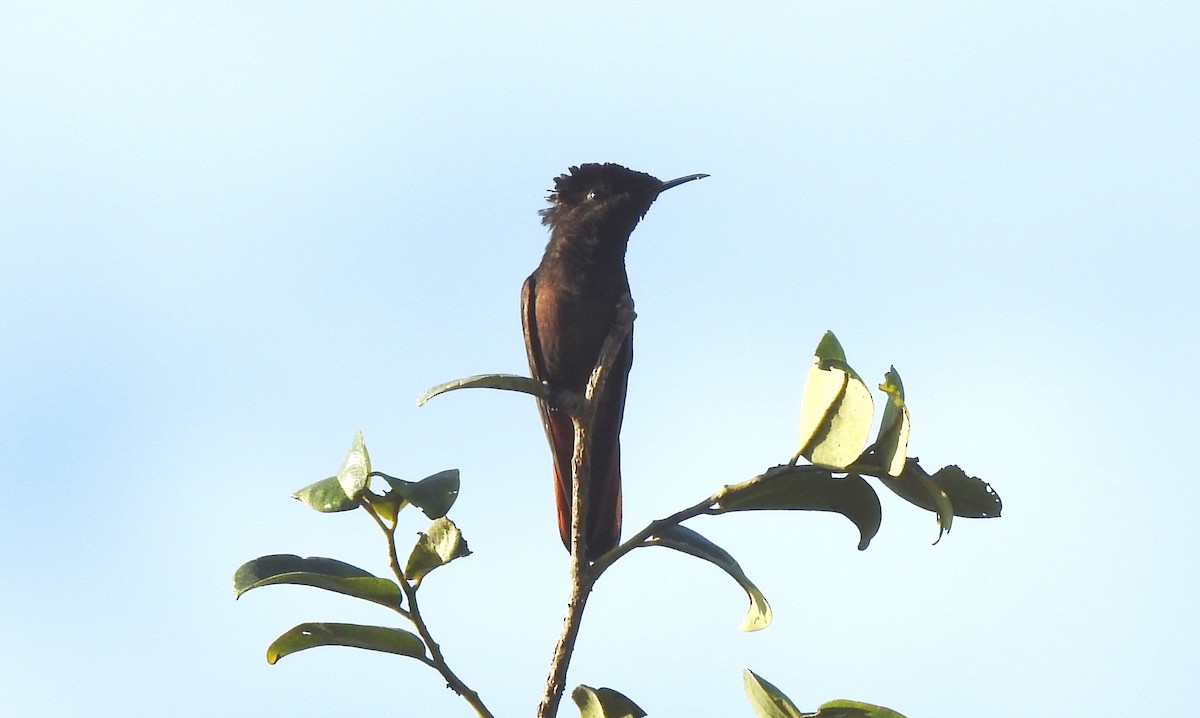 kolibřík červenohlavý - ML645866181