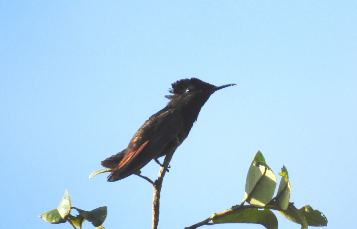 kolibřík červenohlavý - ML645866183