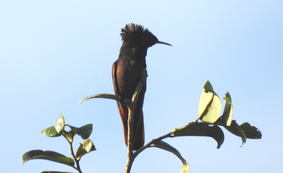 kolibřík červenohlavý - ML645866184