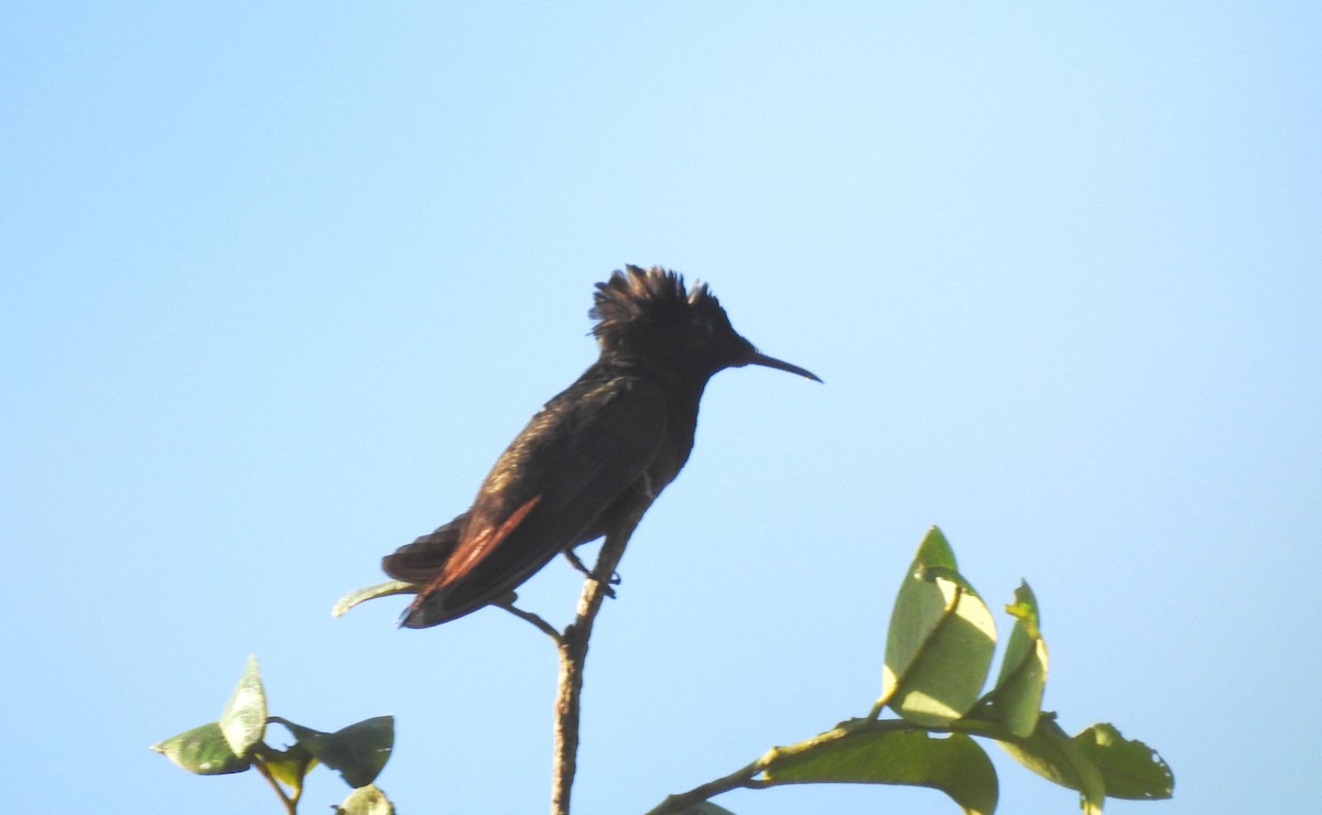 kolibřík červenohlavý - ML645866185