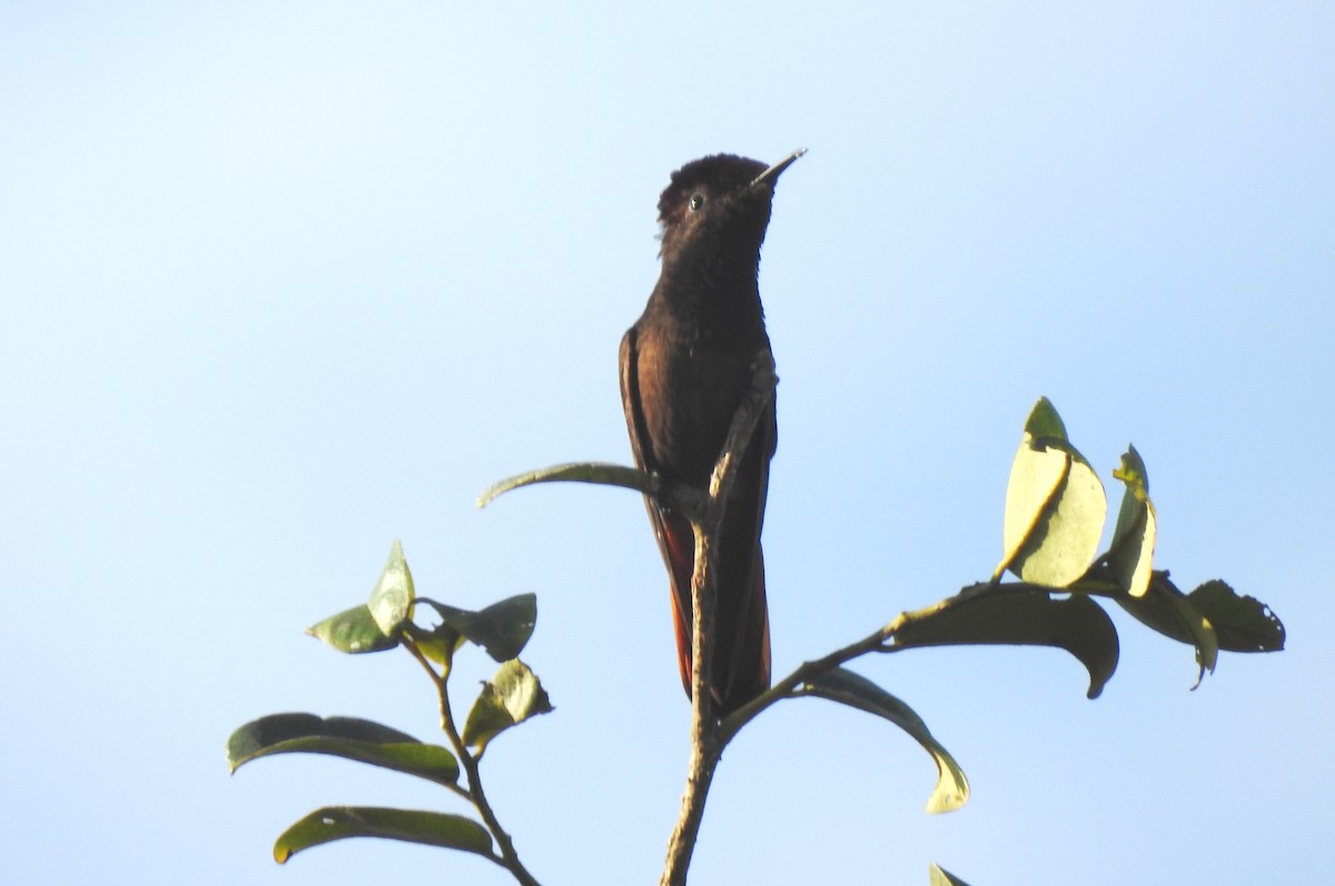 kolibřík červenohlavý - ML645866186