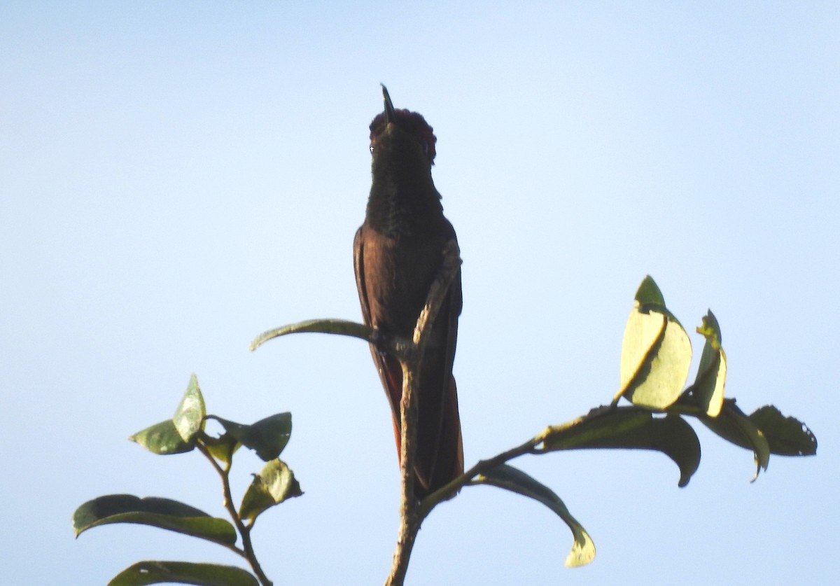 kolibřík červenohlavý - ML645866187