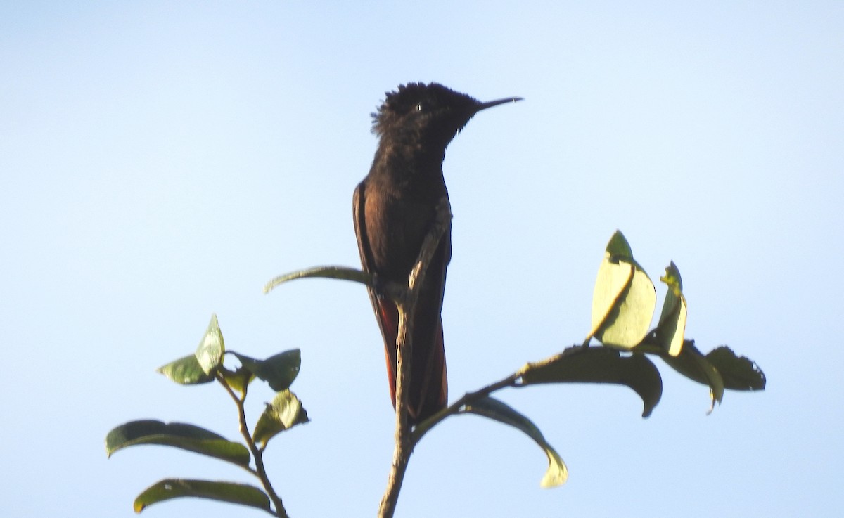 kolibřík červenohlavý - ML645866188