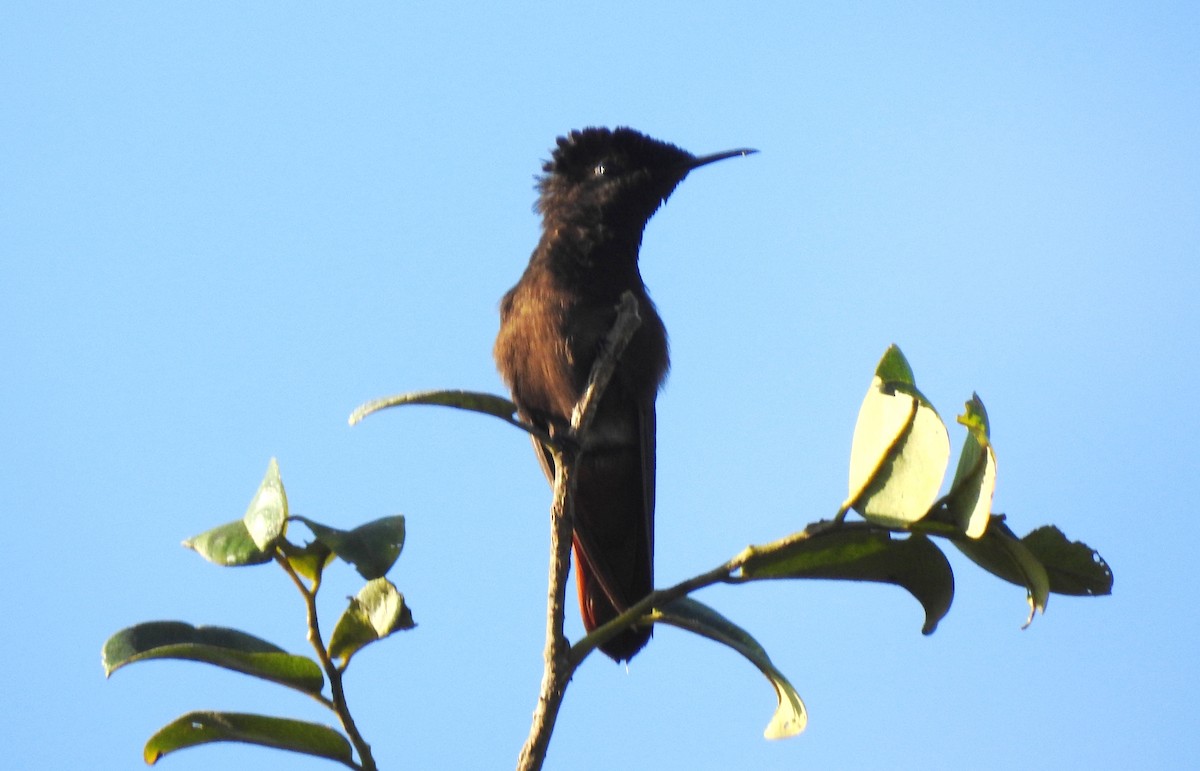 kolibřík červenohlavý - ML645866189