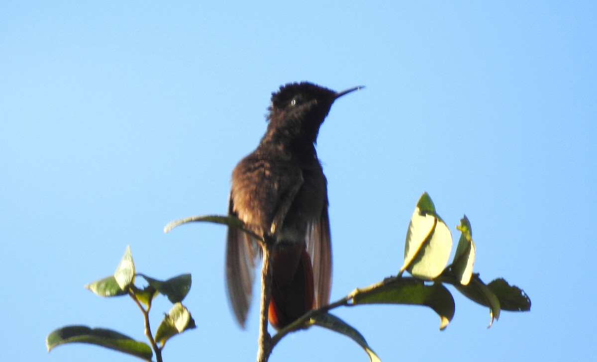 kolibřík červenohlavý - ML645866190