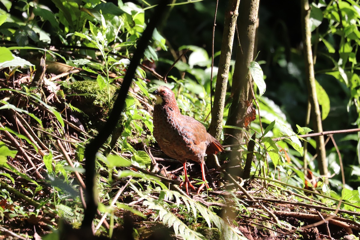 Buffy-crowned Wood-Partridge - ML645866191