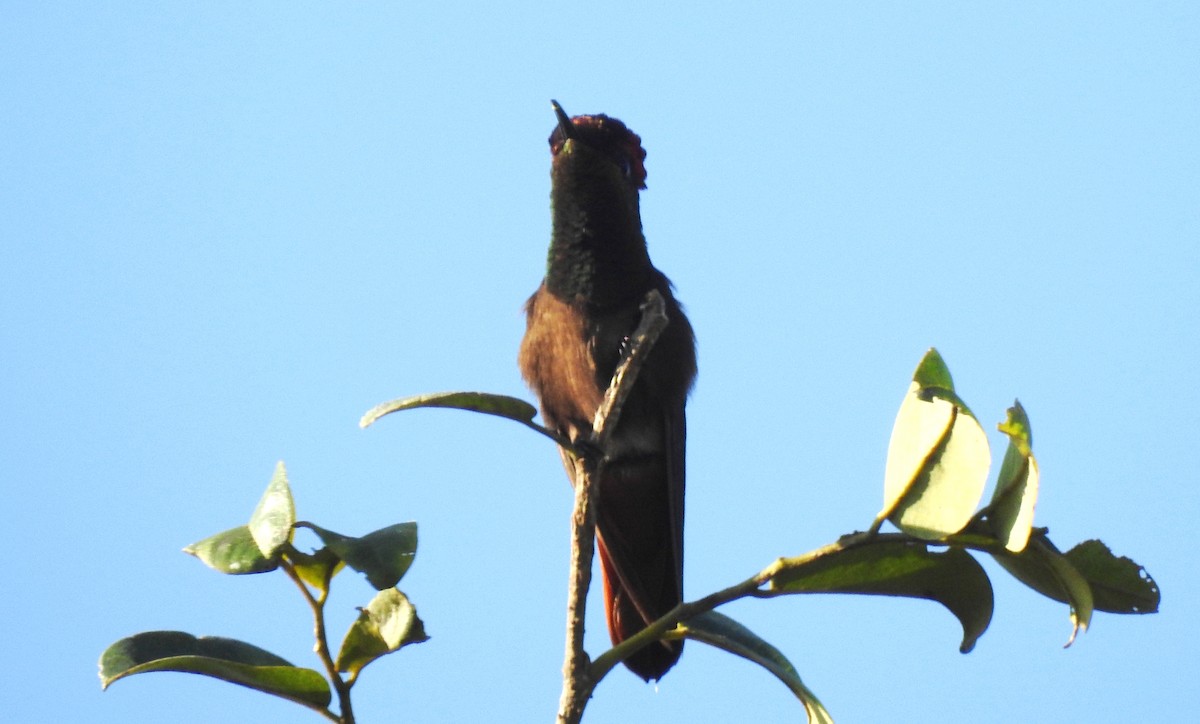 kolibřík červenohlavý - ML645866192