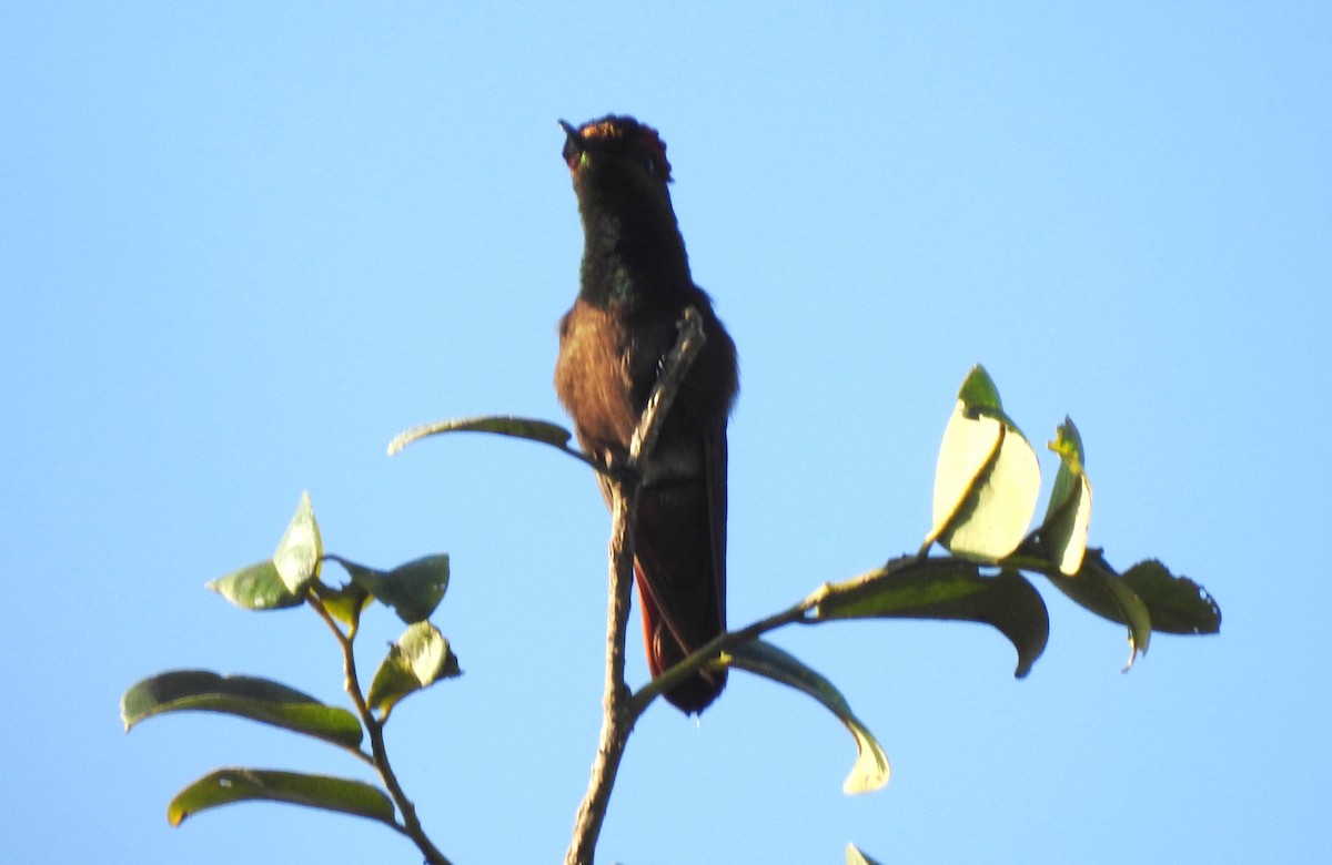 kolibřík červenohlavý - ML645866193