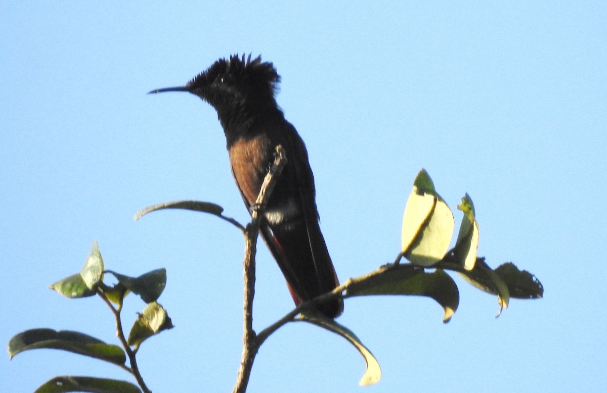 kolibřík červenohlavý - ML645866194