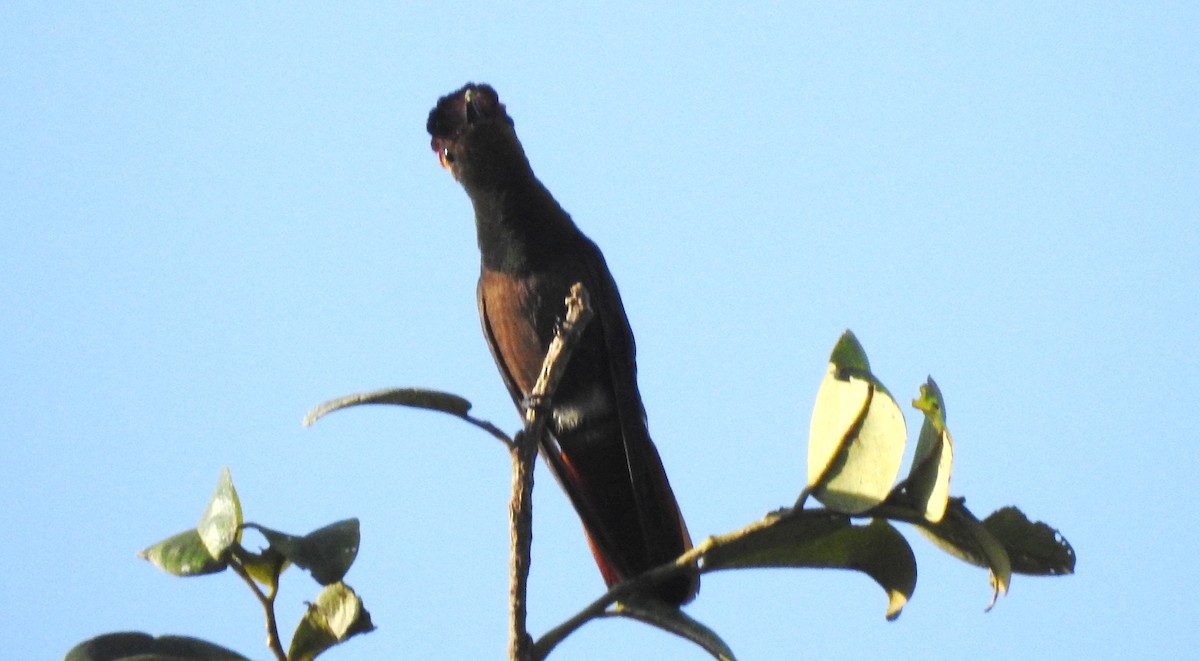 kolibřík červenohlavý - ML645866195