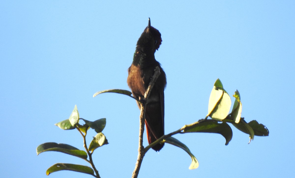 kolibřík červenohlavý - ML645866197