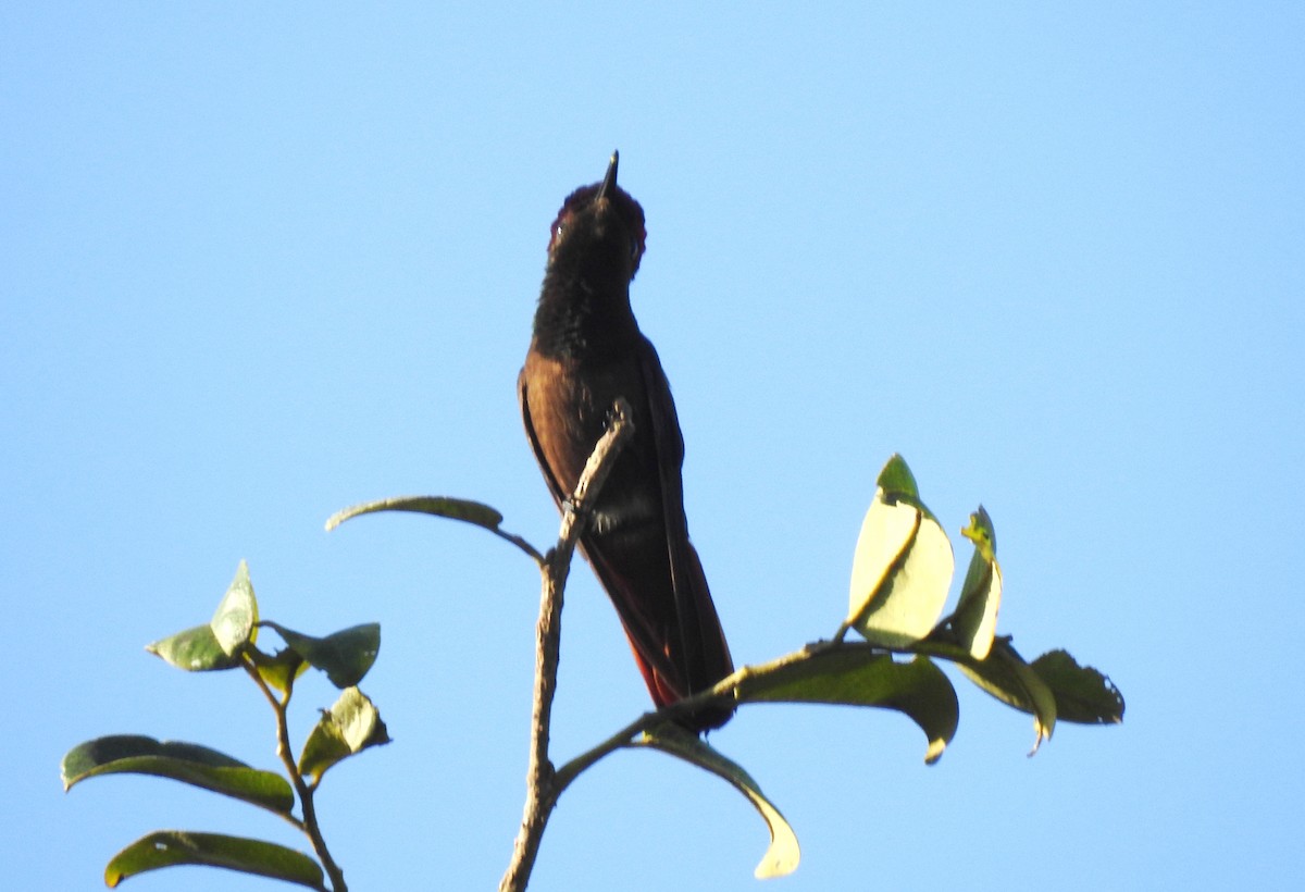 kolibřík červenohlavý - ML645866198