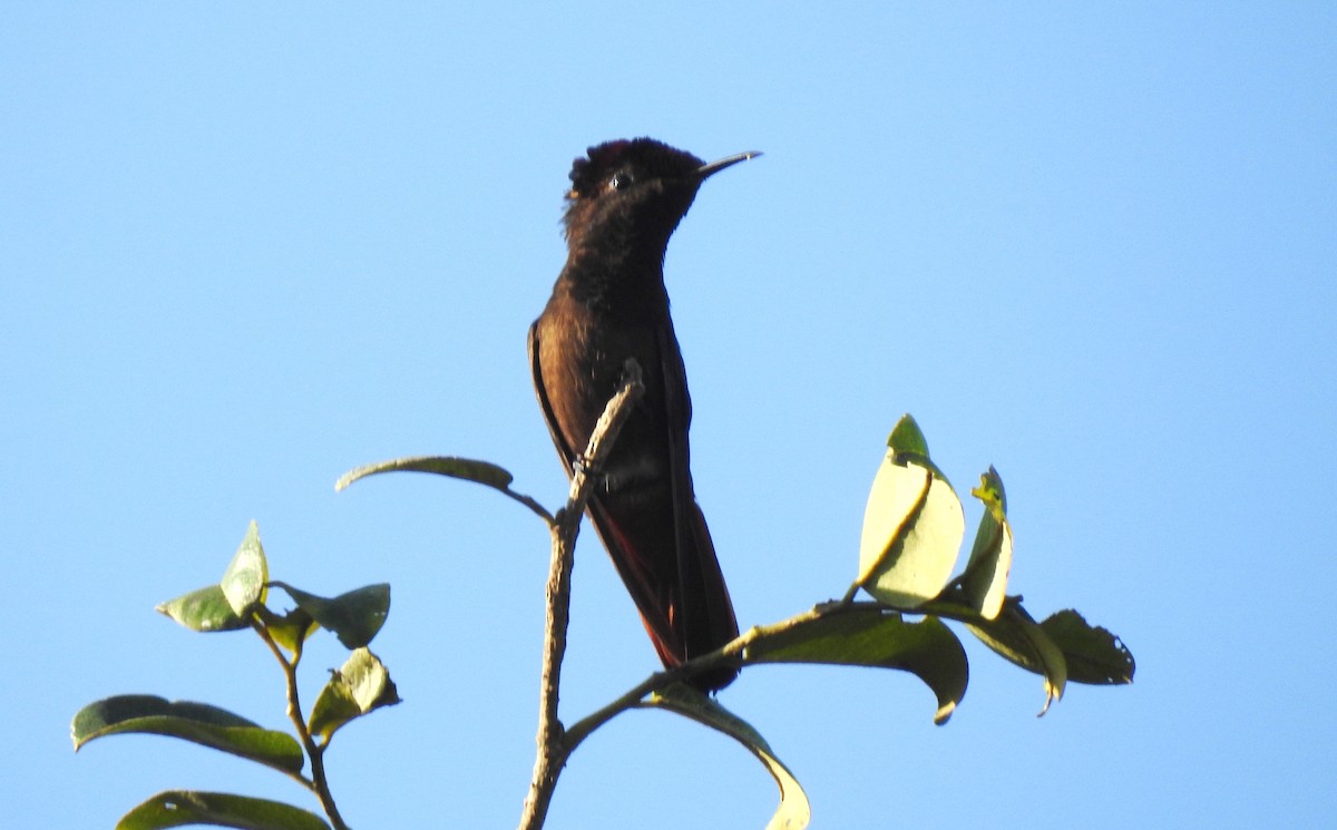 kolibřík červenohlavý - ML645866199