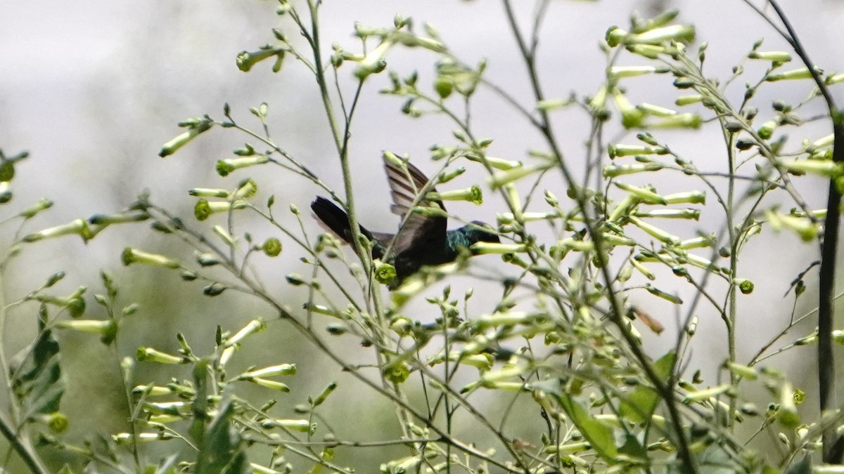 fiolørekolibri - ML645866204