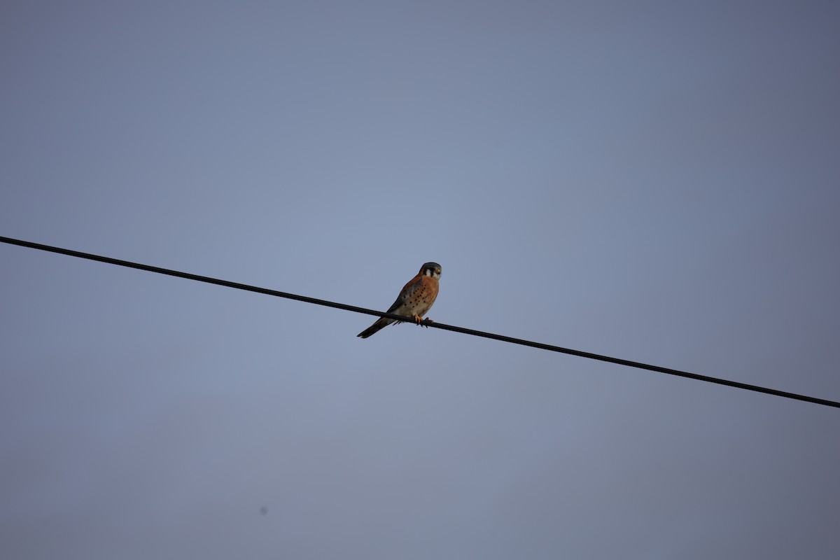 American Kestrel - ML645866209