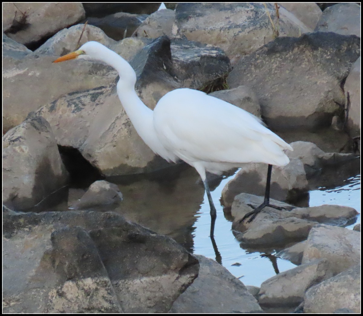 Garceta Grande - ML645866211