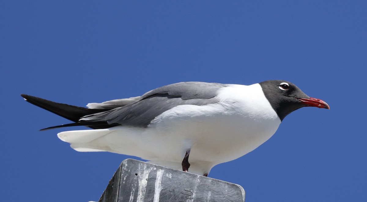 Gabbiano sghignazzante - ML645866212