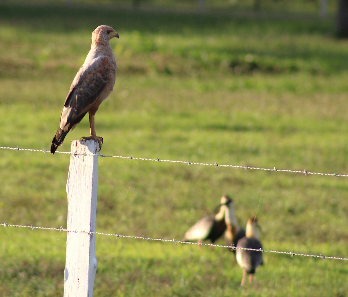 Саванный крабоед - ML645866220