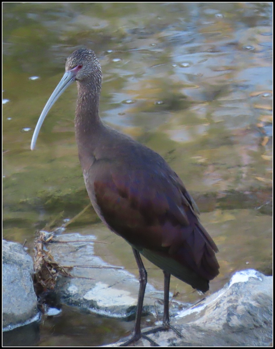 Beltzaran musuzuria - ML645866228