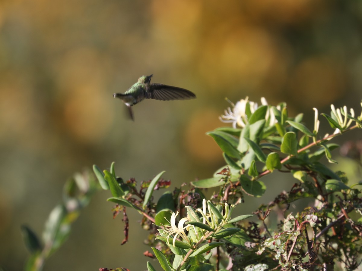 Colibri à gorge rubis - ML645866230