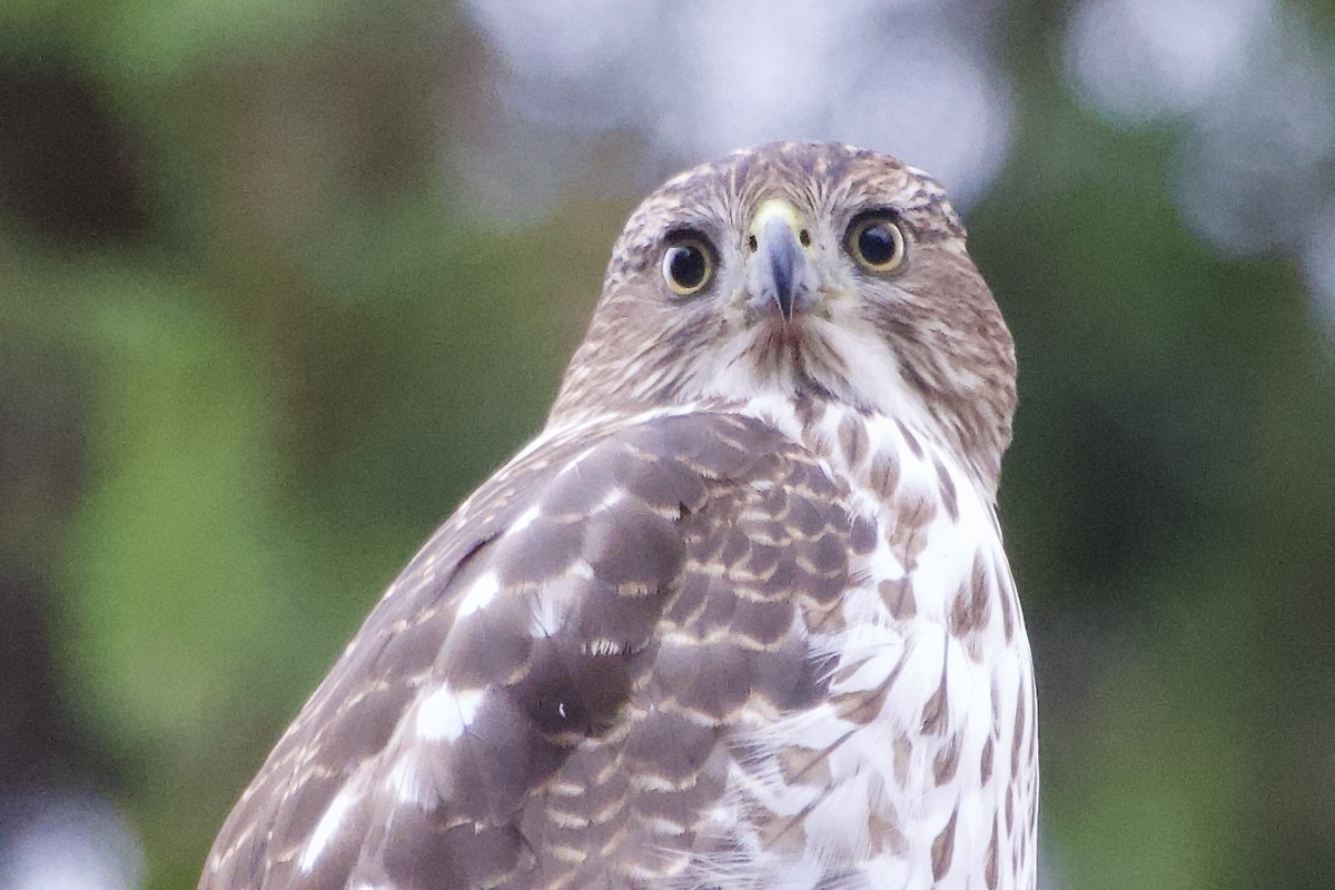 jestřáb americký - ML645866235