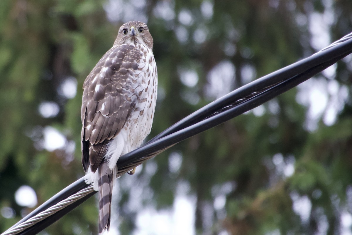 jestřáb americký - ML645866236