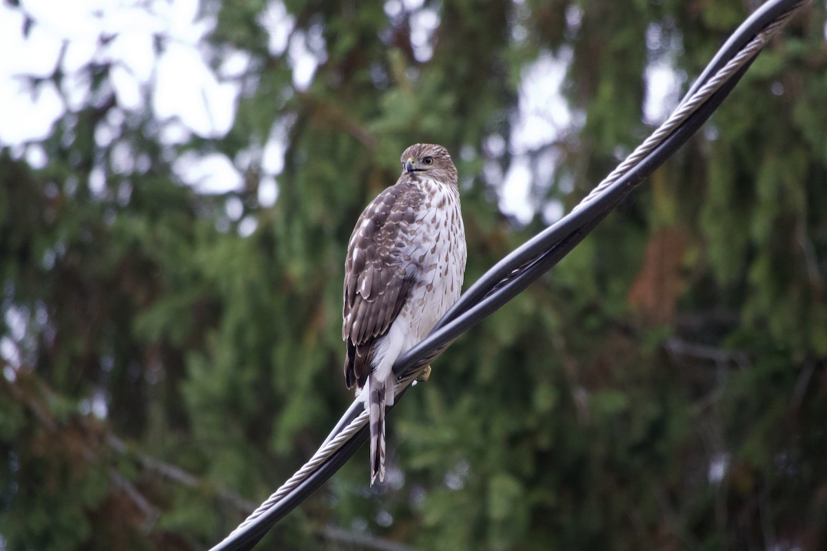 jestřáb americký - ML645866237