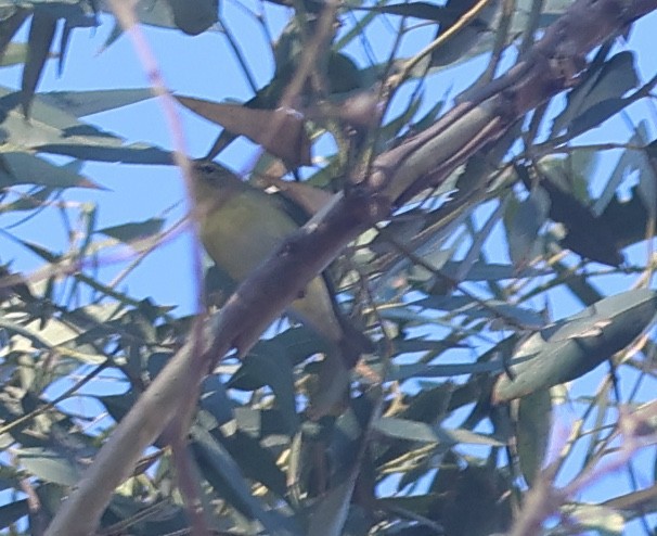 Tennessee Warbler - ML645866241