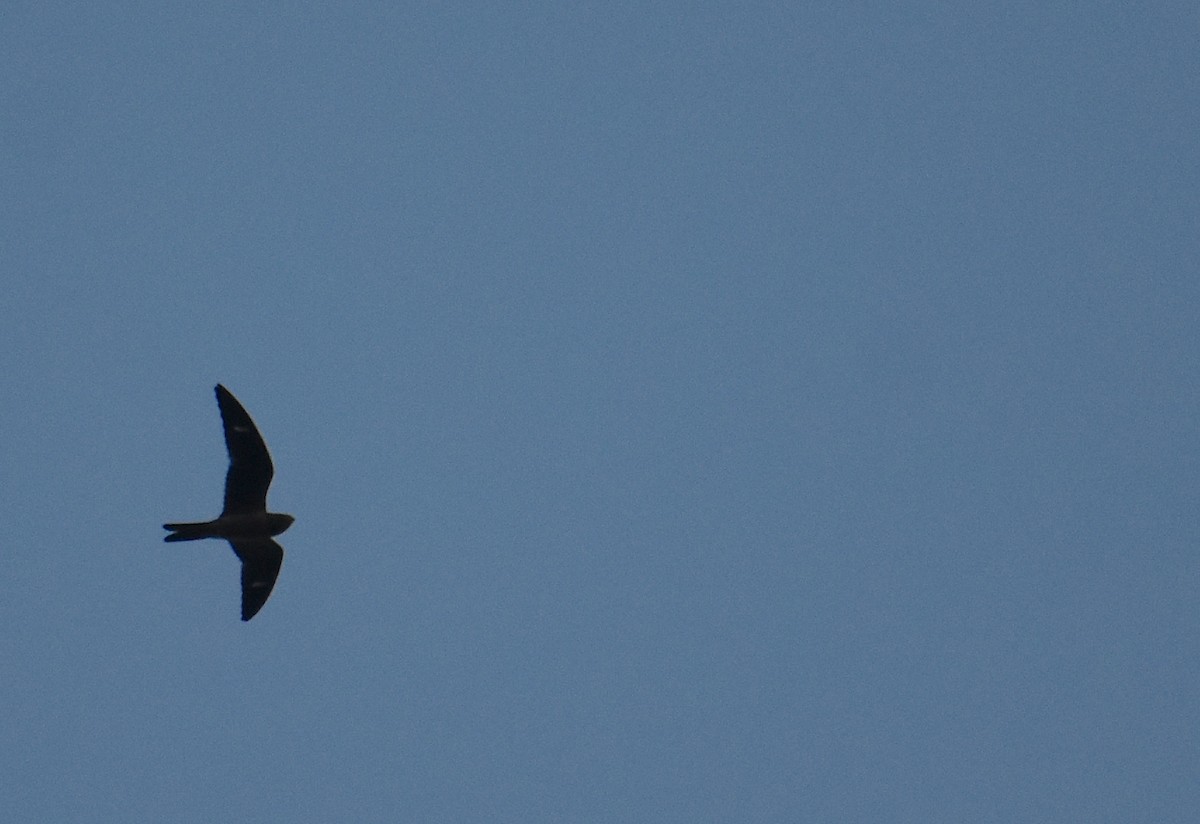 Common Nighthawk - ML645866250