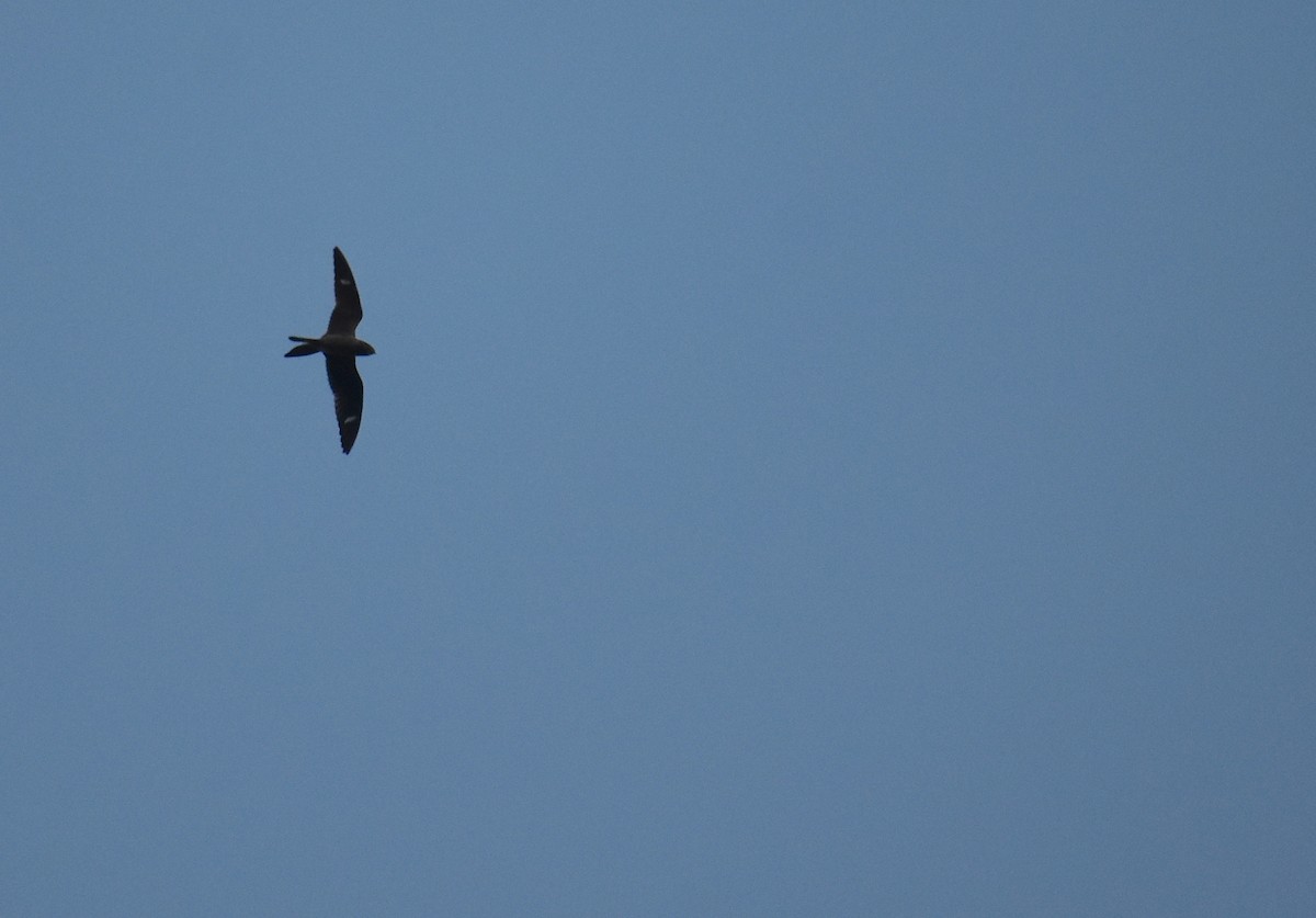 Common Nighthawk - ML645866258